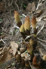 Equisetum telmateia telmateia