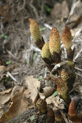 Equisetum telmateia telmateia