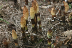 Equisetum telmateia telmateia