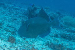 Pseudobalistes fuscus