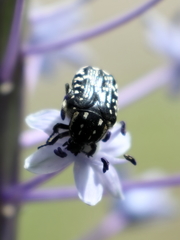 Oxythyrea noemi