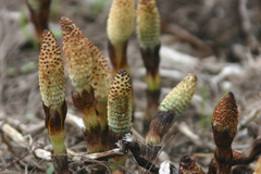 Equisetum telmateia telmateia