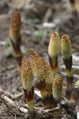 Equisetum telmateia telmateia