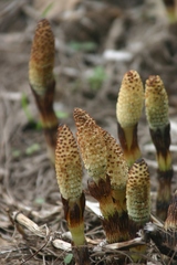 Equisetum telmateia telmateia