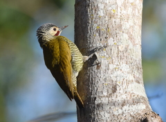 Colaptes auricularis