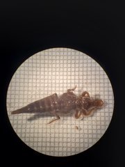Arigomphus