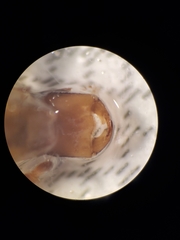 Arigomphus