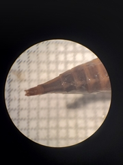 Arigomphus