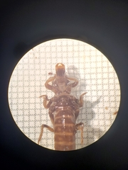 Arigomphus