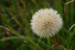 Hypochaeris maculata