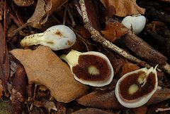 Clavogaster virescens
