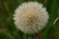 Hypochaeris maculata