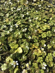 Ranunculus omiophyllus