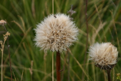 Hypochaeris maculata