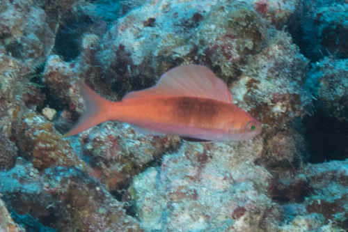 Sailfin anthias (Rabaulichthys altipinnis) — Serranidae — 2