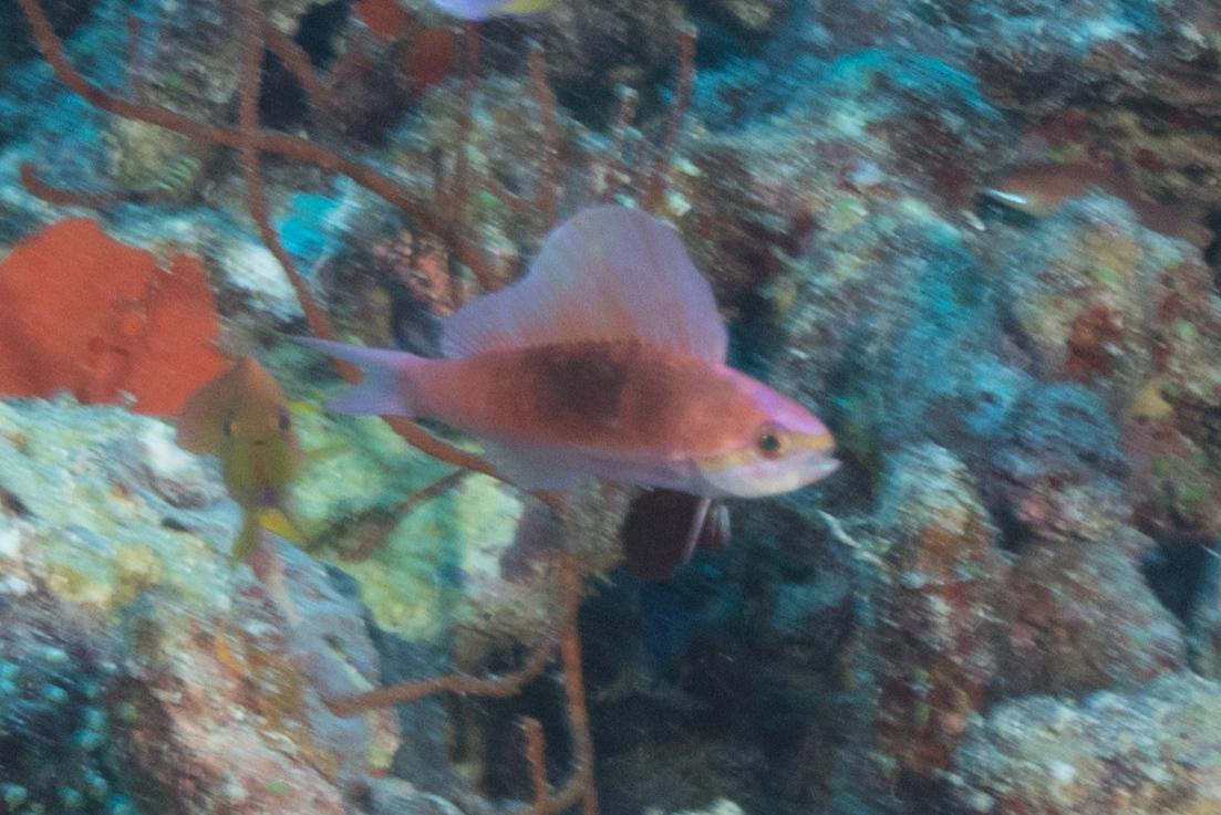 Sailfin Anthias photo 4