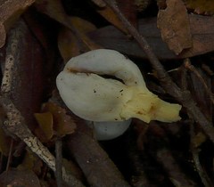 Clavogaster virescens