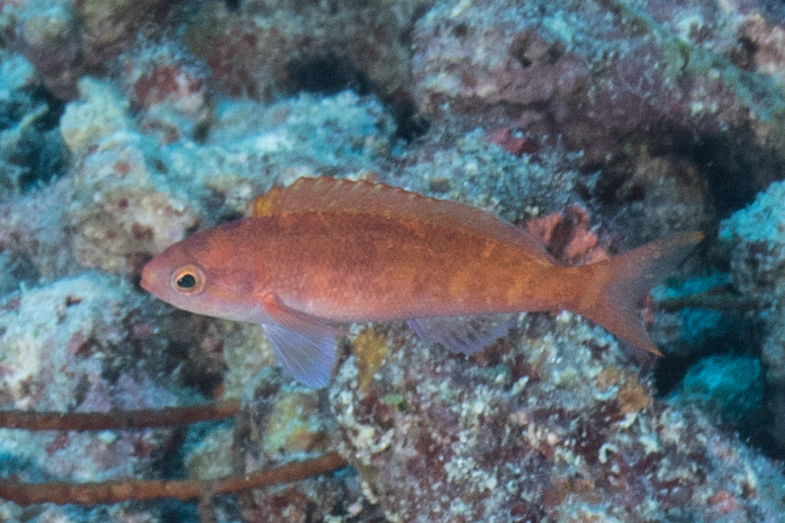 Sailfin Anthias photo 2