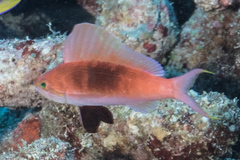 Sailfin Anthias photo 1
