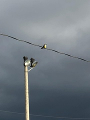 Tyrannus niveigularis