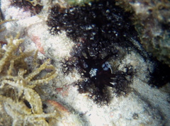 Holothuria cinerascens