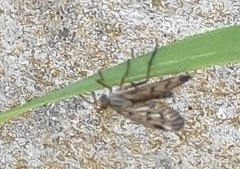 Rhagio atlanticus