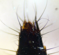 Nitidotachinus scrutator