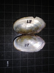 Sagittunio subrostratus