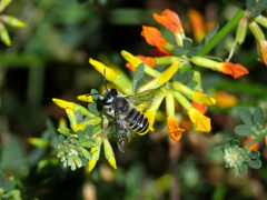 Megachile