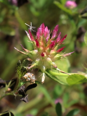 Trifolium spumosum
