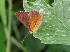 Calephelis arizonensis