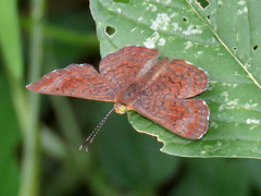 Calephelis arizonensis