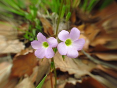 Oxalis decaphylla