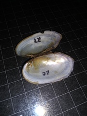 Sagittunio subrostratus