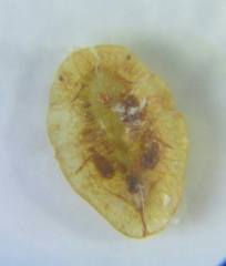Coccus hesperidum