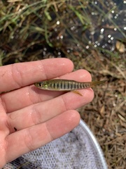 Fundulus lineolatus