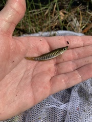 Fundulus lineolatus