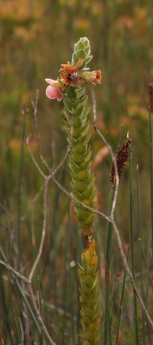 Image of Orothamnus zeyheri by (c) Tony Rebelo, some rights reserved (CC BY-SA)