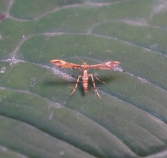 Leptodeuterocopus neales