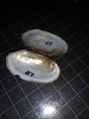 Sagittunio subrostratus