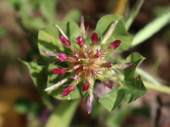 Trifolium spumosum