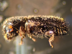 Xyleborinus attenuatus