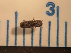 Xyleborinus attenuatus