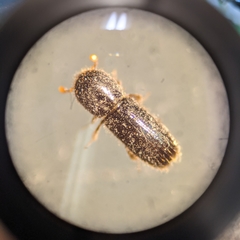 Xyleborinus attenuatus