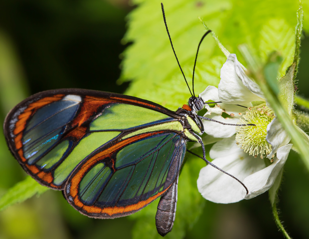 Ithomia drymo