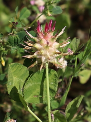 Trifolium spumosum
