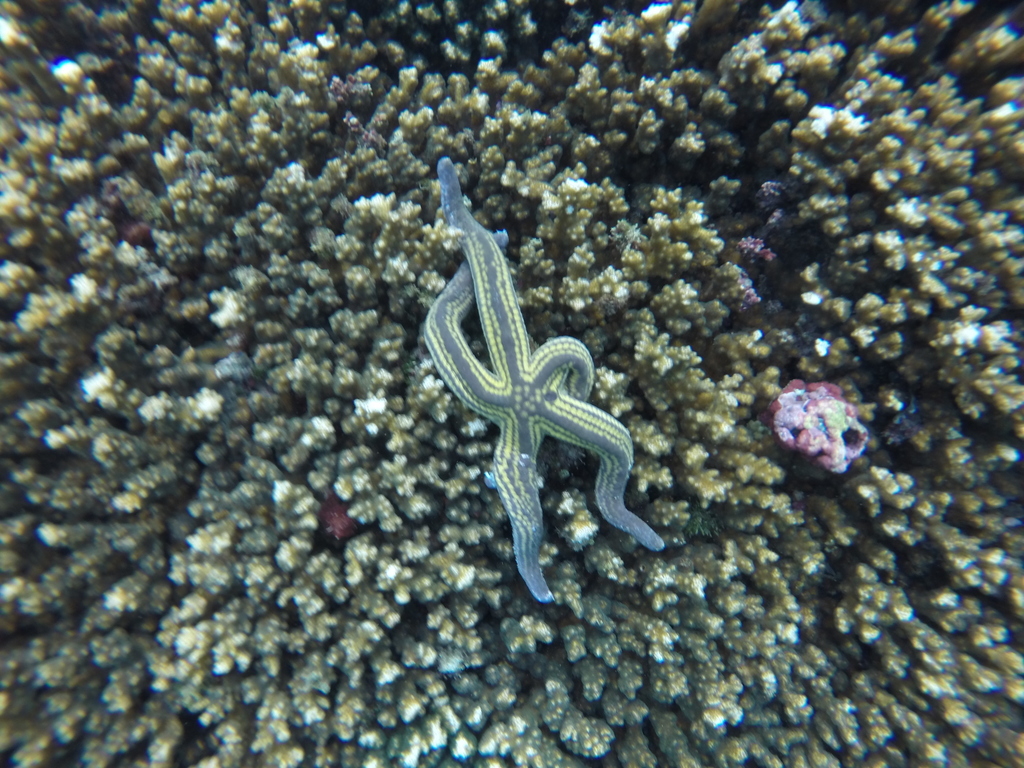 Pyramid Sea Star