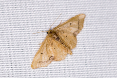 Idaea kendallaria