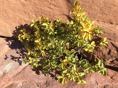 Frangula betulifolia