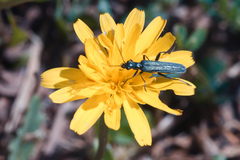 Oedemera crassipes